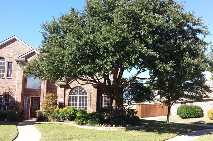 Tree Service Allen, TX